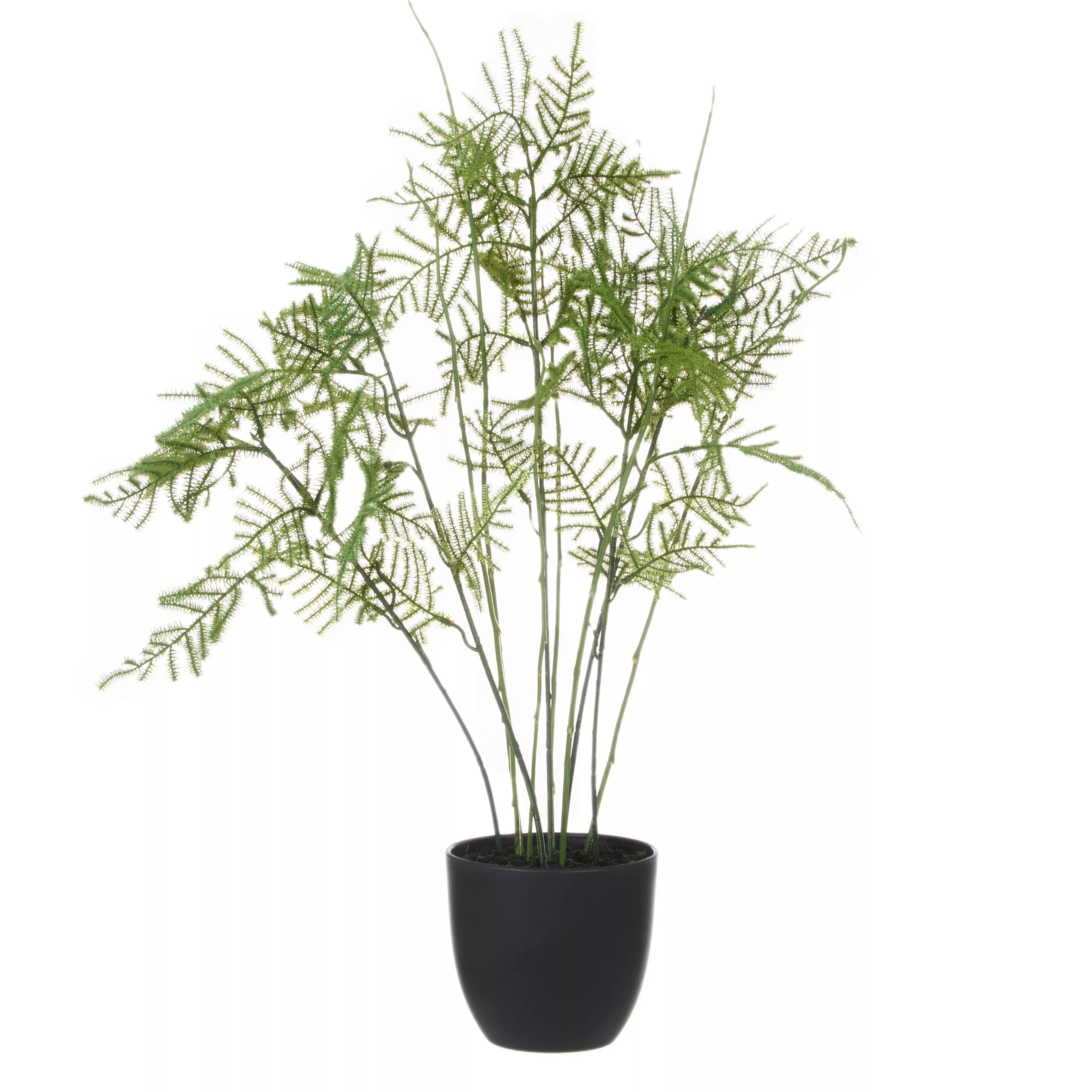 Rogue Asparagus Fern Pot